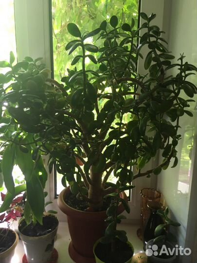 Толстянка, денежное дерево