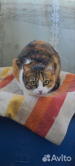 Кошки в добрые руки