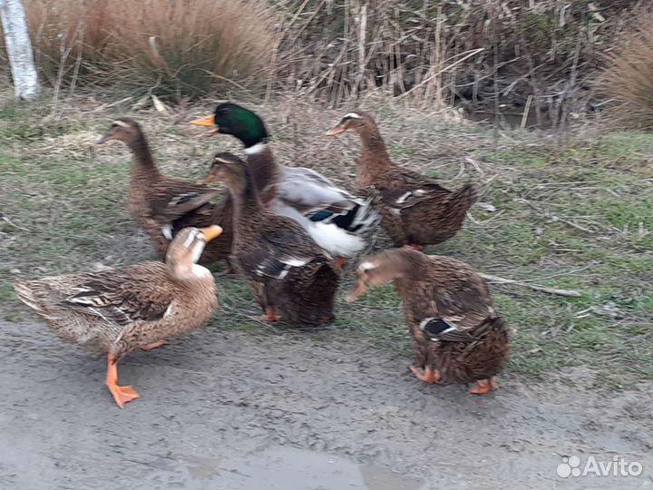 Инкубационное яйцо