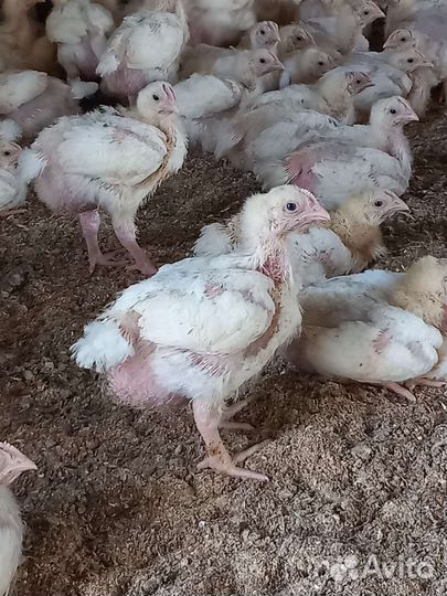 Цыплята бройлеров