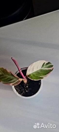 Строманта триколор