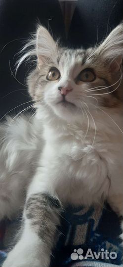 Кошка в дар