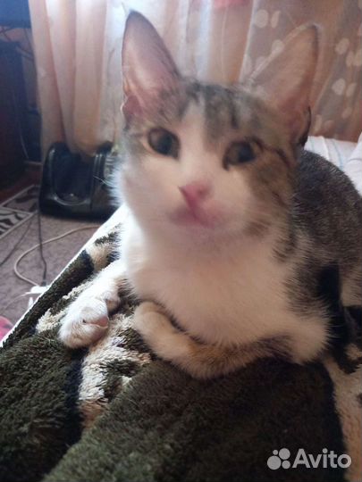 Кошечка Маруся