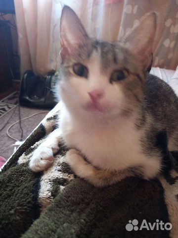 Кошечка Маруся