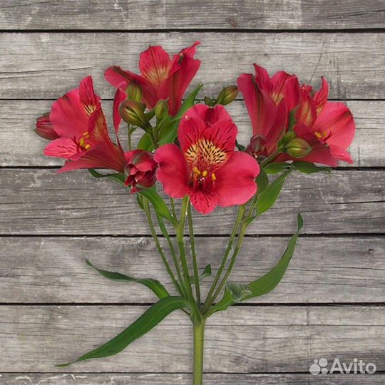 Альстромерия