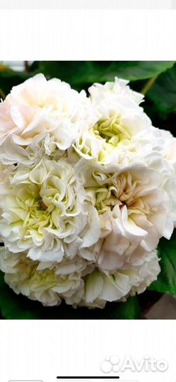 Пеларгония