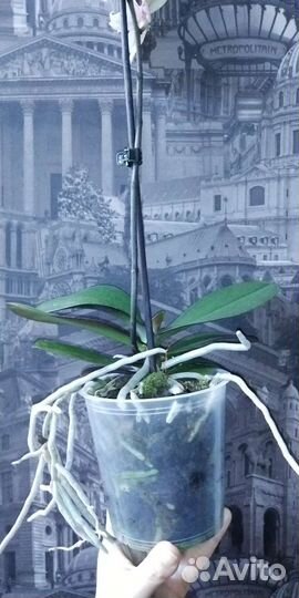 Орхидея фаленопсис