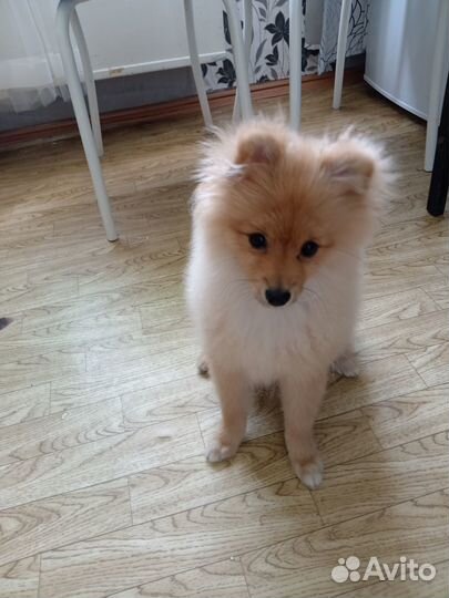 Померанский шпиц девочка
