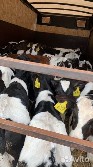 Бычки и телята