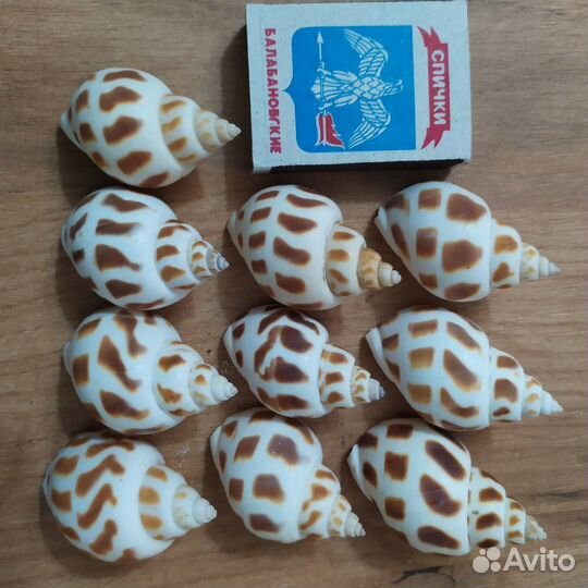 Ракушка - бабилония.набор для творчетва