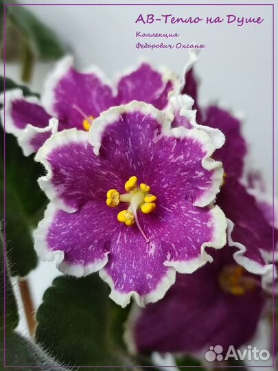 Сортовые фиалки (ук.листья с детками)