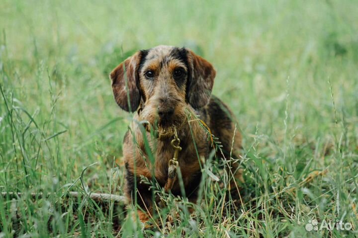 Миниатюрный жëсткий такс
