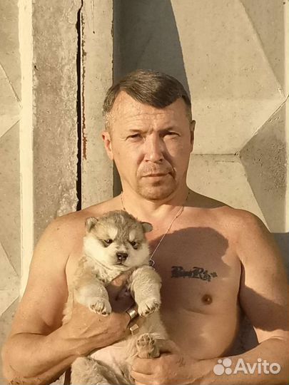 Щенки аляскисы