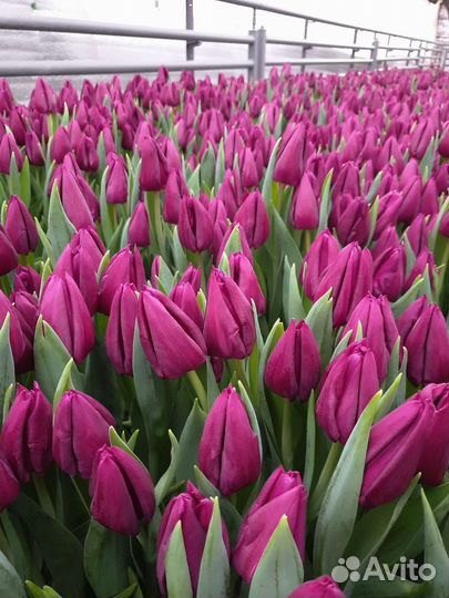 Луковицы тюльпанов для выгонки 12+, 14+