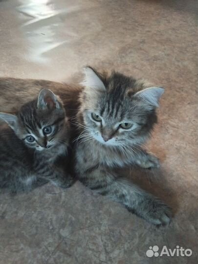 Подарю котят