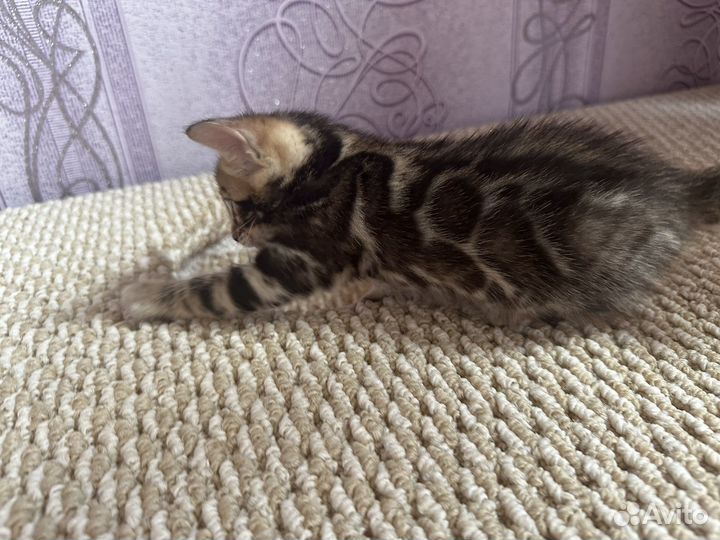 Бенгальские котята