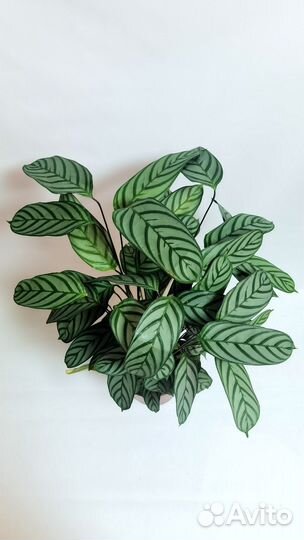 Ктенанта щетинистая Компакт Стар, Оппенгейма