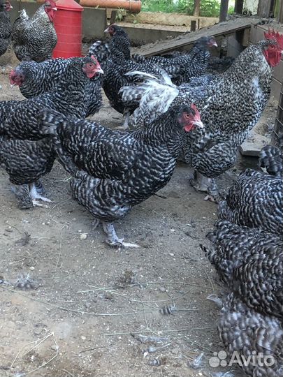 Куры мехеленская кукушка