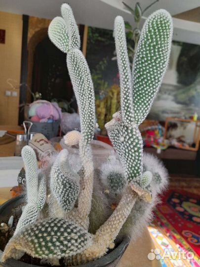 Коллекция кактусов