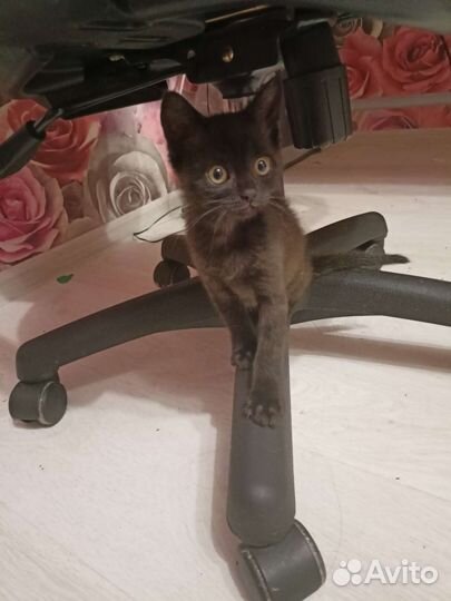 Черный котёнок Черная кошечка в добрые руки