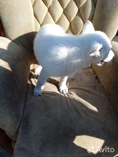 Щенки девочки