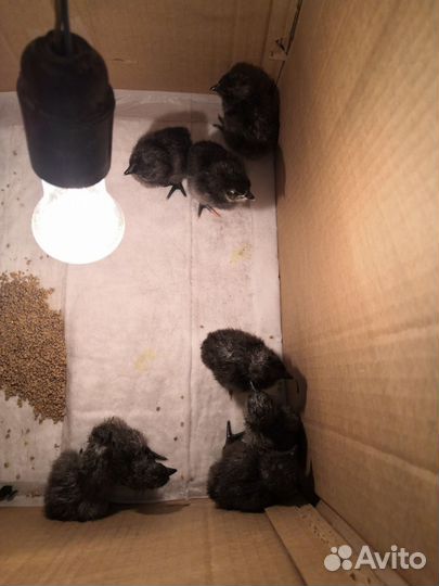 Цыплята суточные ухейилюй