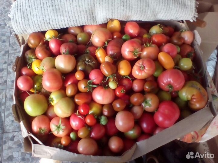 Продажа рассады томаты, перцы, огурцы 100 сортов