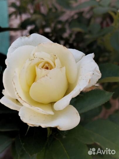 Роза молодые саженцы