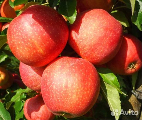 Саженцы яблони «Гала Маст»