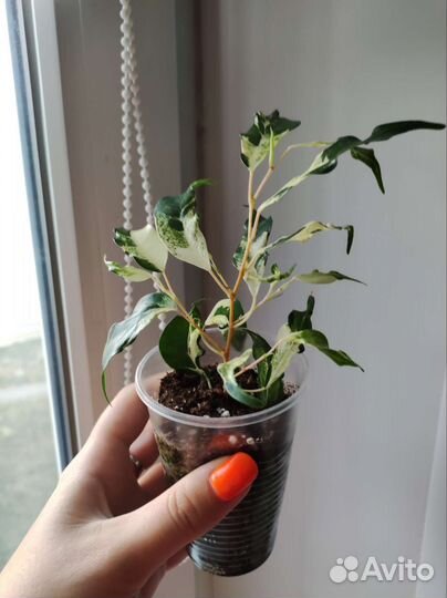 Фикус Кёрли