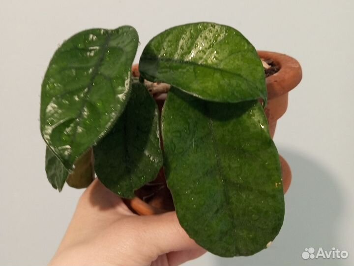 Хойя виллоза