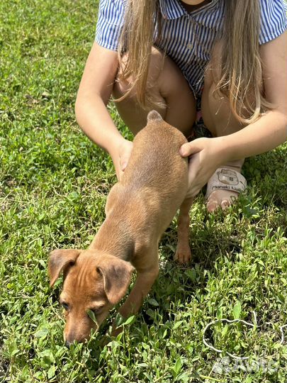 Цвергпинчер