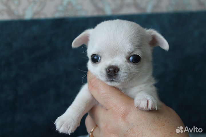 Щенки чихуахуа мини