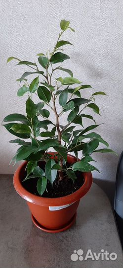 Фикус бенджамина