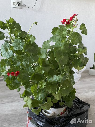 Пеларгония герань