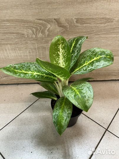 Аглаонема милки вей