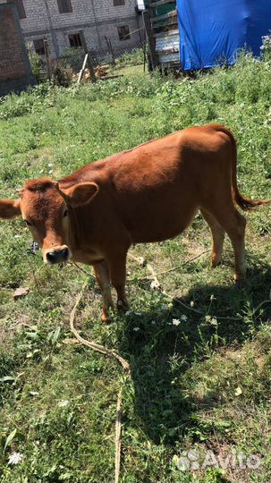 Коровы дойные