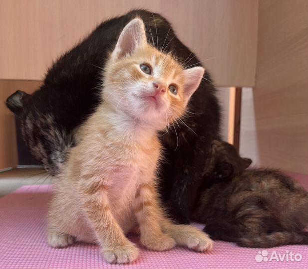 Самостоятельные котята