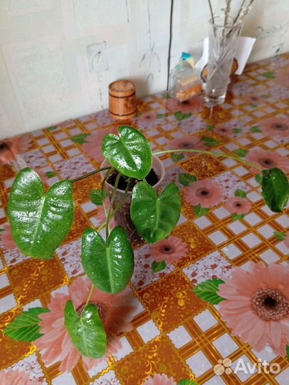 Филодендрон