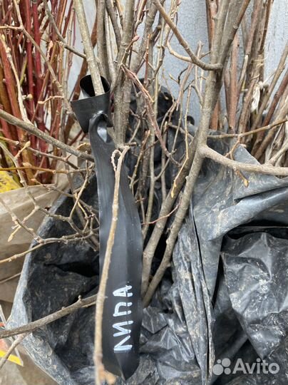 Бирки для подписывания растений, ленточки