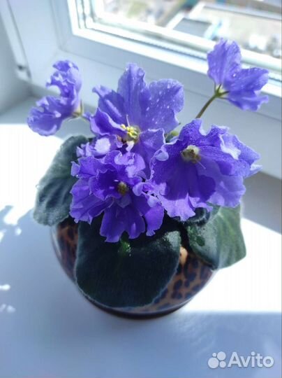 Фиалка Морской волк