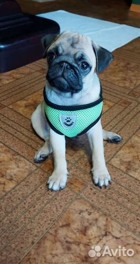 Шлейка для собаки / кошки. Размер М