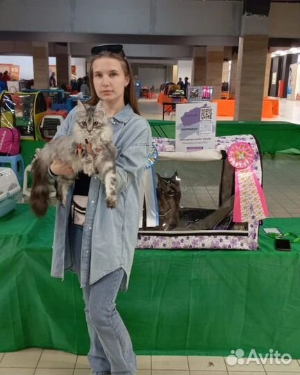 Мейн-куны для Вас