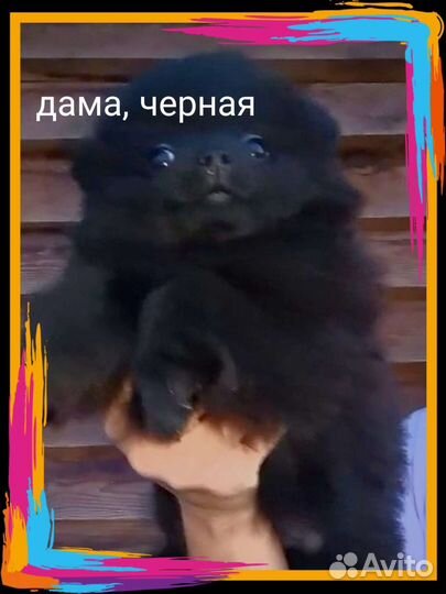 Щенок шпица