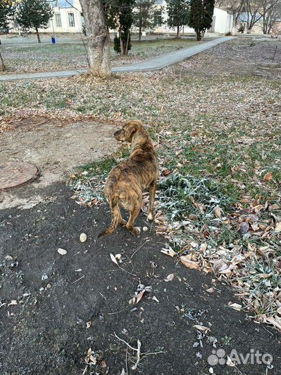 Тигровая собака