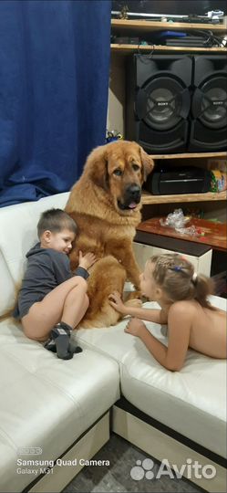 Тибетский мастиф