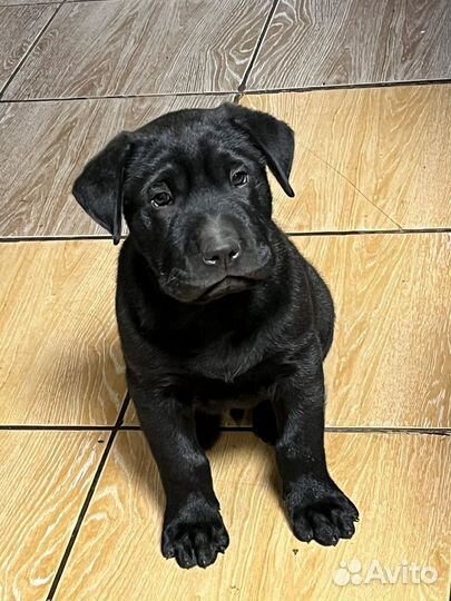 Домашние животные