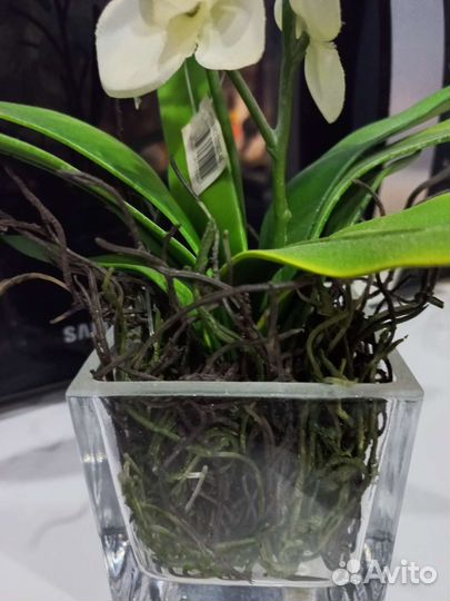 Дендробиум фаленопсис