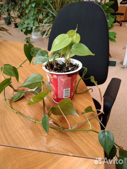 Комнатные цветы