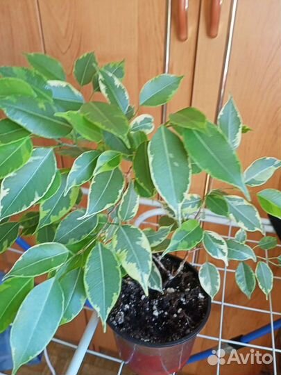 Фикус бенджамина